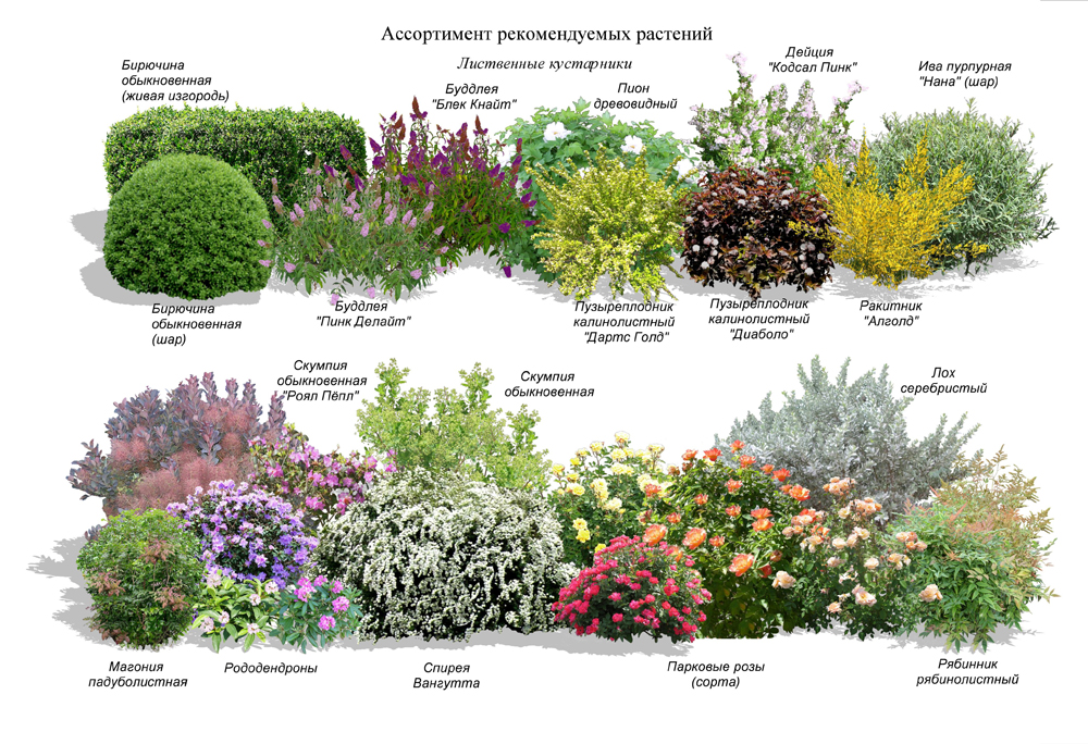 Ассортимент рекомендуемых растений