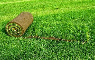 Уход за рулонным газоном